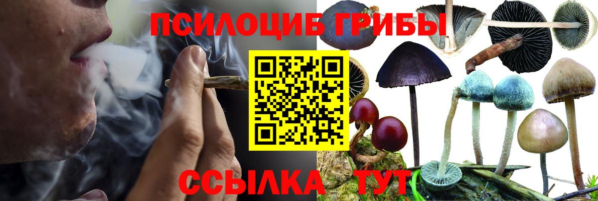 Псилоцибиновые грибы Cubensis Амурск